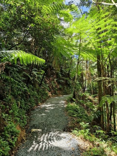 Sendero de gravilla que sube suave entre helechos arborescentes y vegetación densa